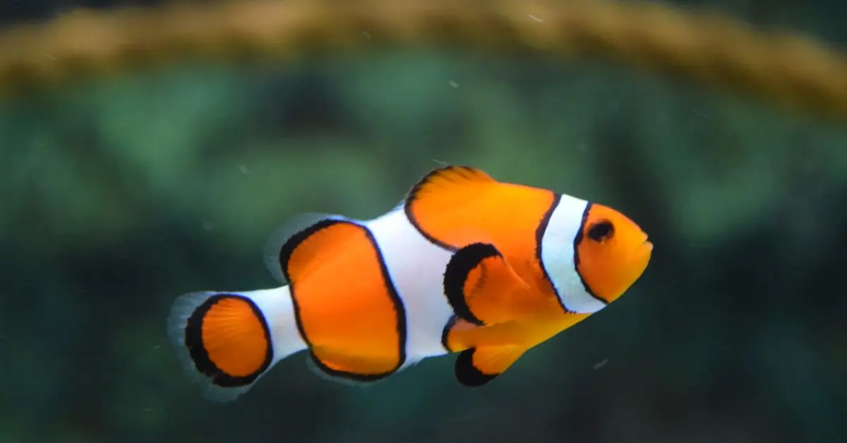 Pourquoi consommer du poisson d'élevage ? Avantages et inconvénients