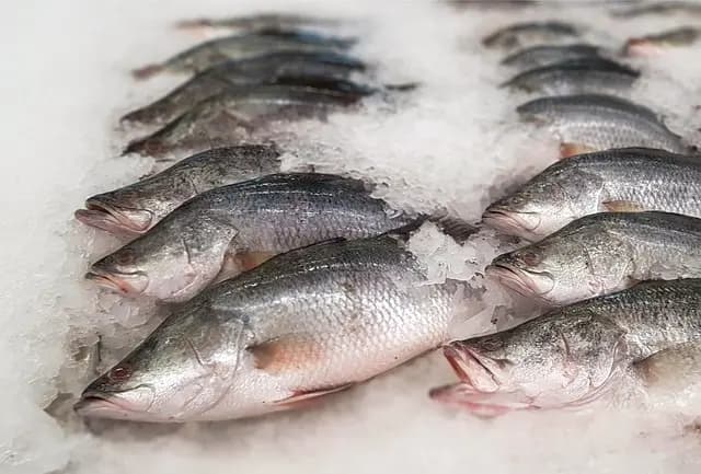 5 Astuces Incontournables pour Bien Choisir Vos Fruits de Mer