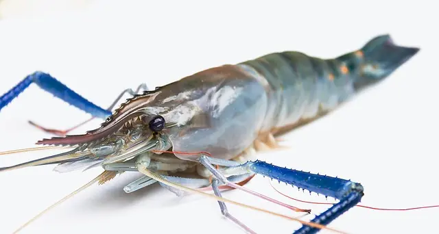 Fruits de Mer 101 : Guide Complet pour Débutants