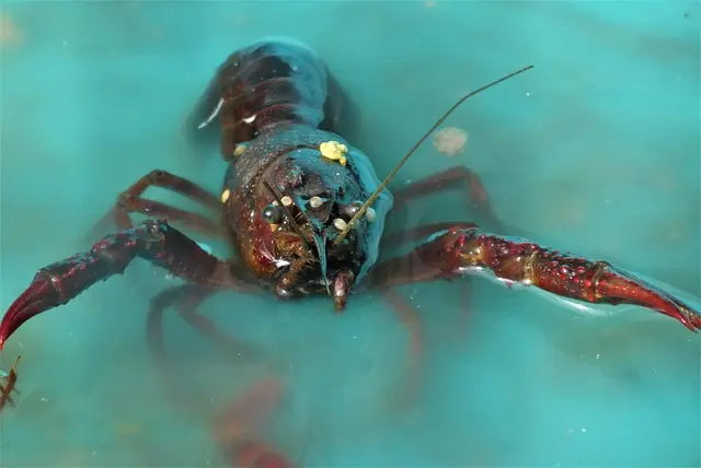 Les Fruits de Mer Indispensables à Déguster Absolument