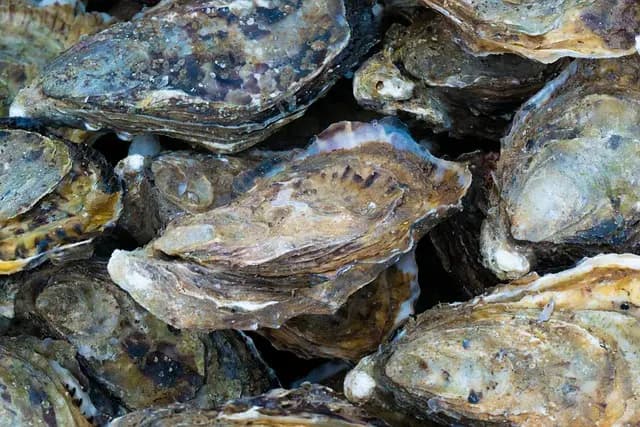 Les Meilleures Méthodes pour Déguster des Fruits de Mer