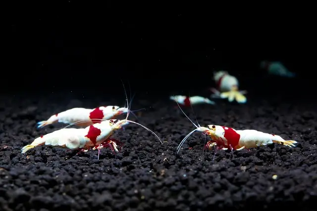 Les Erreurs Fréquemment Comises lors de la Cuisson des Fruits de Mer