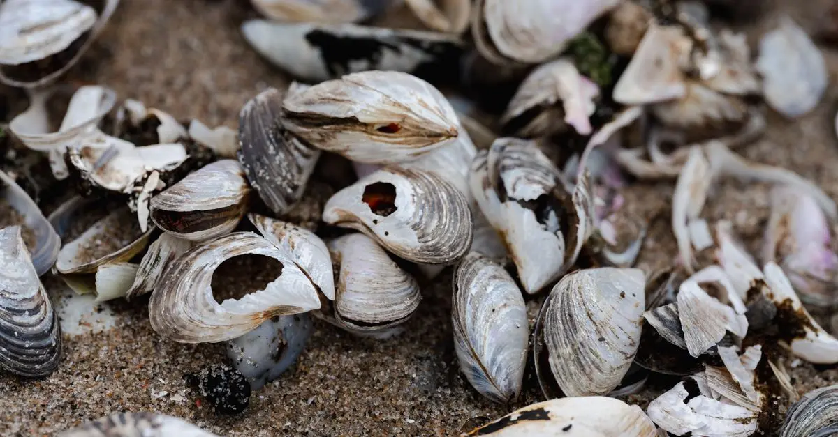 Guide complet des coquillages : choix et préparations