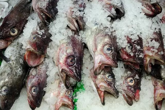 Le Guide Complet des Différents Types de Fruits de Mer