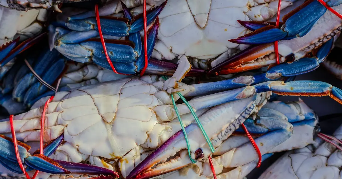 10 Astuces pour Bien Choisir des Fruits de Mer Frais