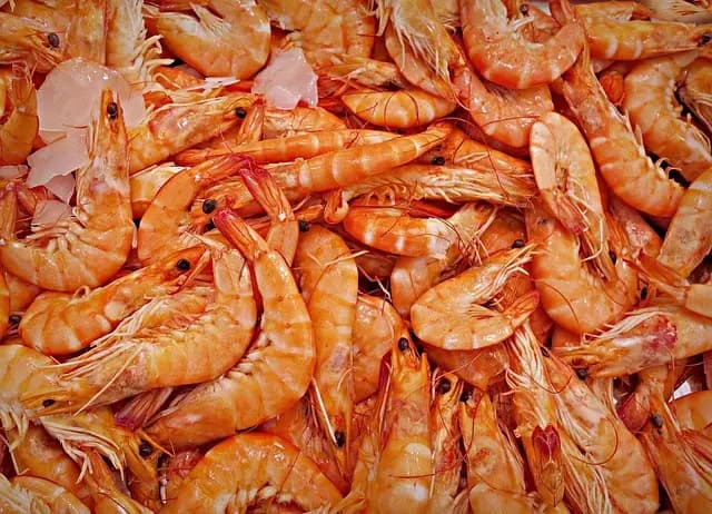 Comment Reconnaître des Fruits de Mer Frais : Guide Pratique