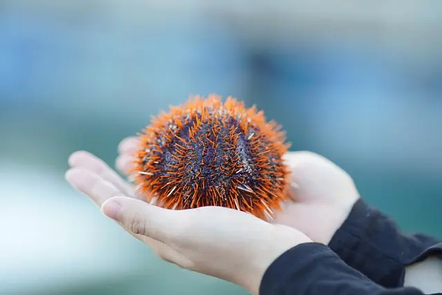 Les Fruits de Mer Durables : Comment Choisir Responsablement