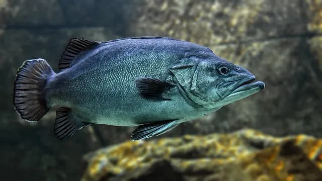 Les Fruits de Mer et Leur Impact Environnemental : Ce Qu'il Faut Savoir
