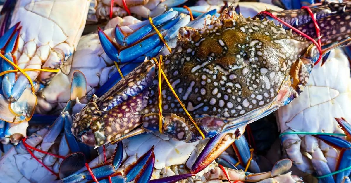 Les Meilleures Astuces pour Bien Choisir vos Fruits de Mer