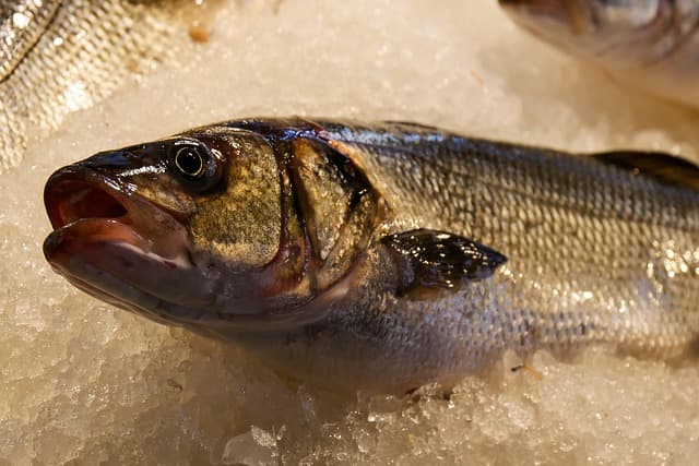 Comment Bien Choisir des Fruits de Mer au Marché