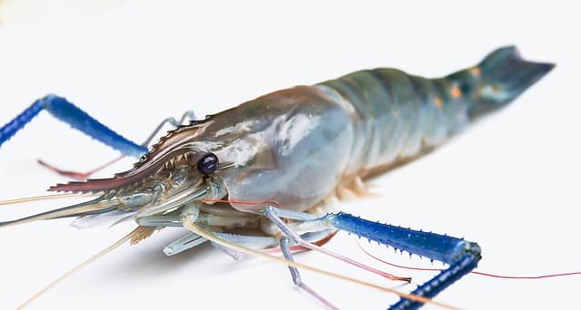 Les bienfaits étonnants des fruits de mer pour la santé