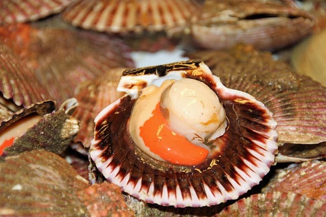 Le Guide Complet des Fruits de Mer : Choix et Préparation