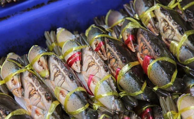 Comment reconnaître des fruits de mer frais : Guide pratique