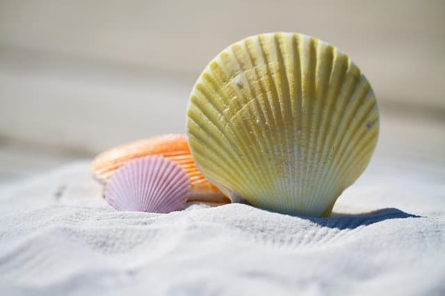 Tout savoir sur les coquillages : choix et préparation