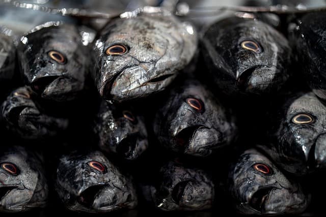 Les Meilleures Astuces Pour Choisir des Fruits de Mer Frais